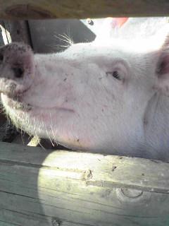 f:id:aiamdolly:20090813010418j:image