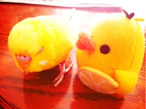 f:id:aiamdolly:20121010133005j:image