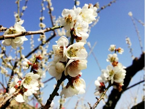 f:id:aiamdolly:20130319223616j:image f:id:aiamdolly:20130319223616j:image