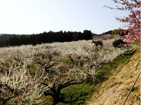 f:id:aiamdolly:20130319223658j:image f:id:aiamdolly:20130319223658j:image