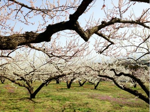 f:id:aiamdolly:20130319223737j:image f:id:aiamdolly:20130319223737j:image