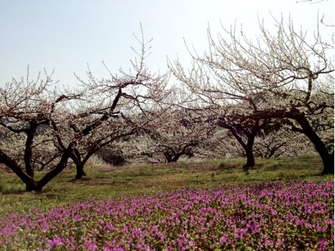 f:id:aiamdolly:20130319224008j:image f:id:aiamdolly:20130319224008j:image