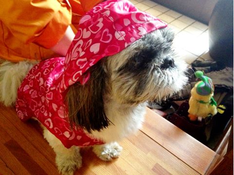 f:id:aiamdolly:20130613113607j:image