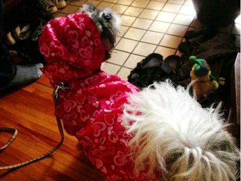 f:id:aiamdolly:20130613113643j:image