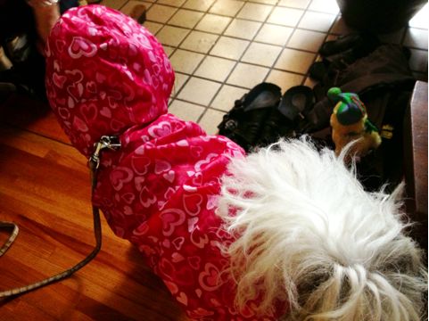 f:id:aiamdolly:20130613113703j:image