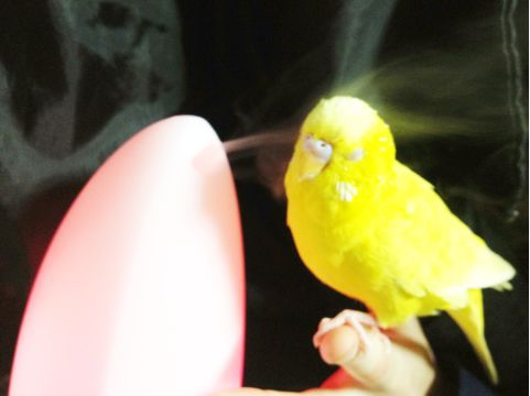 f:id:aiamdolly:20130613114001j:image