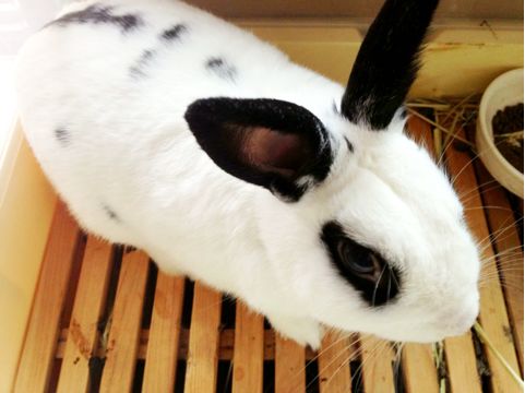 f:id:aiamdolly:20130721194852j:image