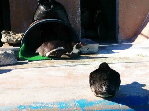 f:id:aiamdolly:20131223210731j:image