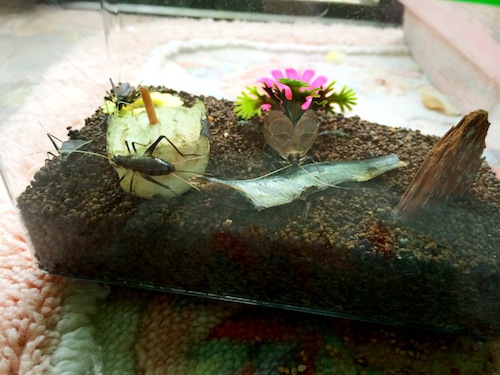 f:id:aiamdolly:20140620130744j:image