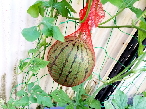 f:id:aiamdolly:20140818173940j:image