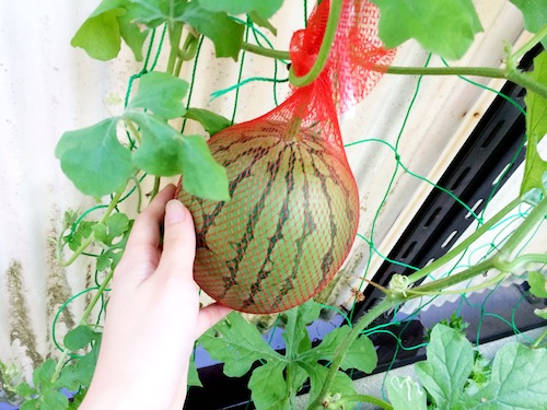 f:id:aiamdolly:20140818173948j:image