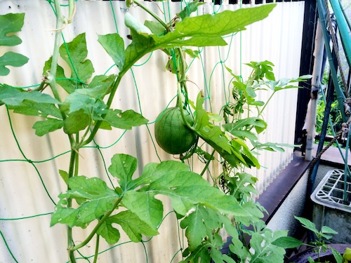 f:id:aiamdolly:20140818174000j:image