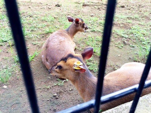 f:id:aiamdolly:20140825144157j:image