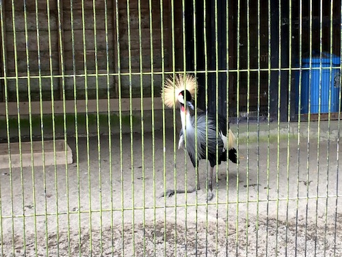 f:id:aiamdolly:20140825144334j:image