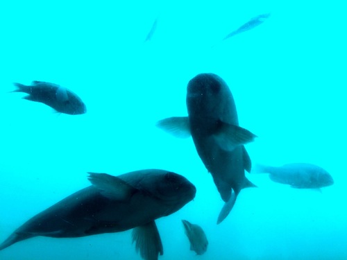 f:id:aiamdolly:20150904103733j:image