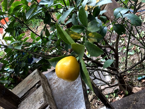 f:id:aiamdolly:20151130131616j:image