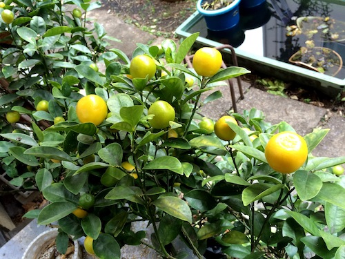 f:id:aiamdolly:20151130131646j:image