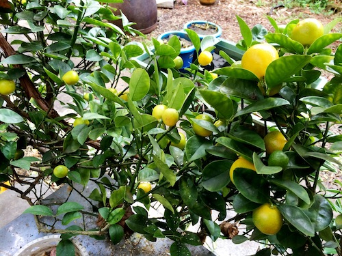 f:id:aiamdolly:20151130131658j:image