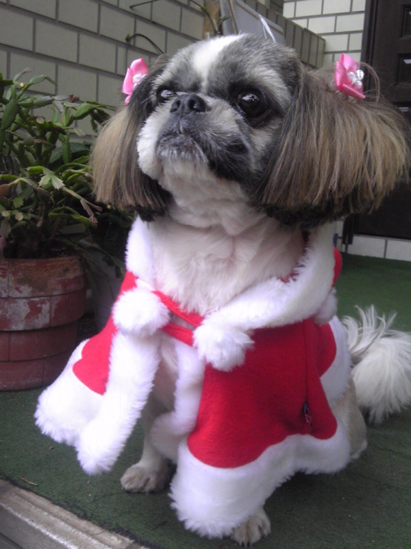 f:id:aiamdolly:20161205152500j:image:w360