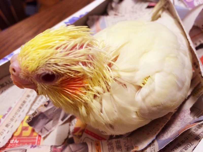 f:id:aiamdolly:20170307145332j:image:w500