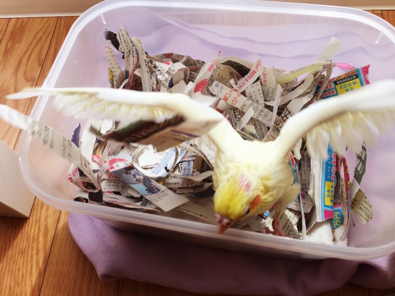 f:id:aiamdolly:20170309133715j:image:w500