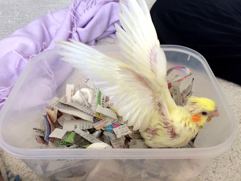 f:id:aiamdolly:20170310101011j:image:w500