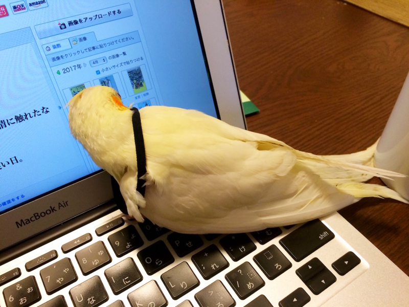 f:id:aiamdolly:20170409132907j:image:w500