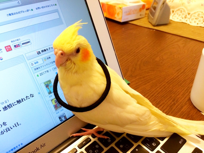 f:id:aiamdolly:20170409132918j:image:w500