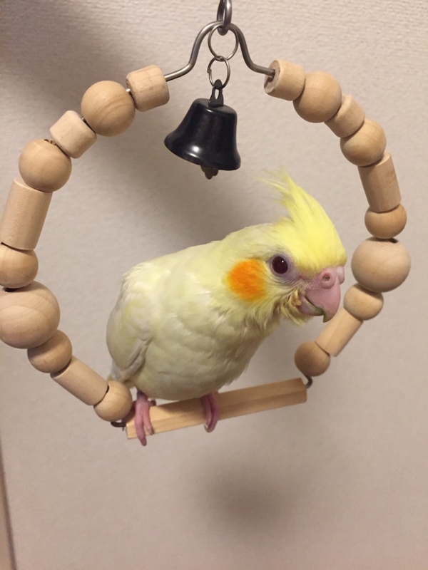 f:id:aiamdolly:20170410000601j:image:w360