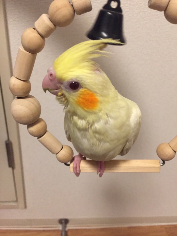 f:id:aiamdolly:20170410000603j:image:w360