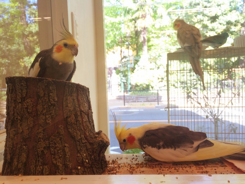 f:id:aiamdolly:20170425153359j:image:w500 f:id:aiamdolly:20170425153359j:image:w500