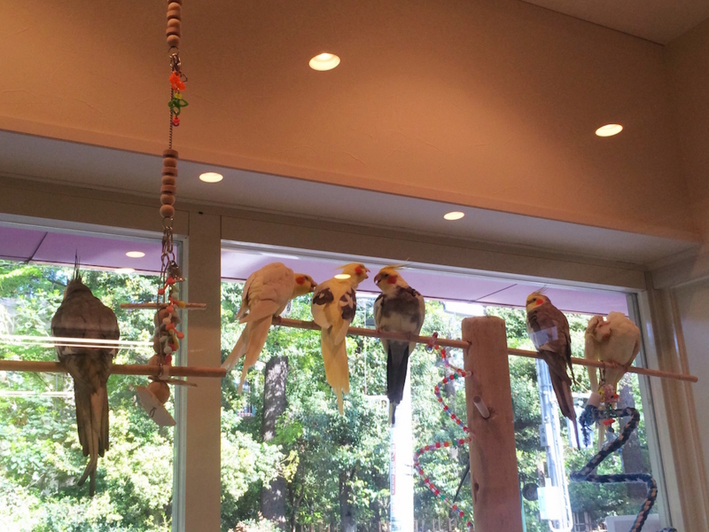 f:id:aiamdolly:20170425154631j:image:w500 f:id:aiamdolly:20170425154631j:image:w500