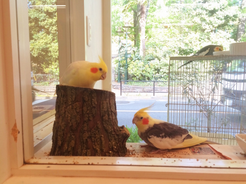 f:id:aiamdolly:20170425161306j:image:w500 f:id:aiamdolly:20170425161306j:image:w500