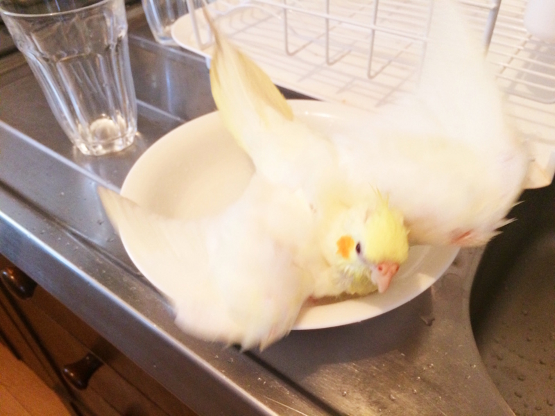 f:id:aiamdolly:20170508133337j:image:w500