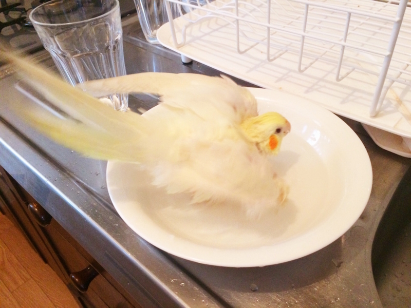 f:id:aiamdolly:20170508133348j:image:w500