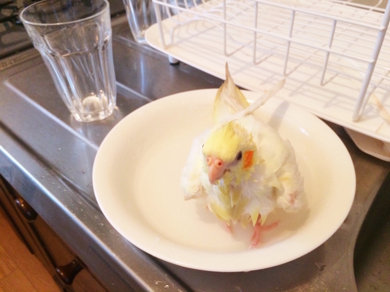 f:id:aiamdolly:20170508133357j:image:w500