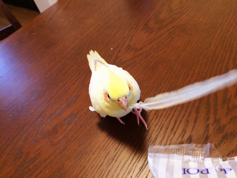 f:id:aiamdolly:20170619122652j:image:w500