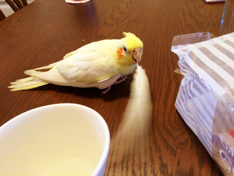 f:id:aiamdolly:20170619122714j:image:w500