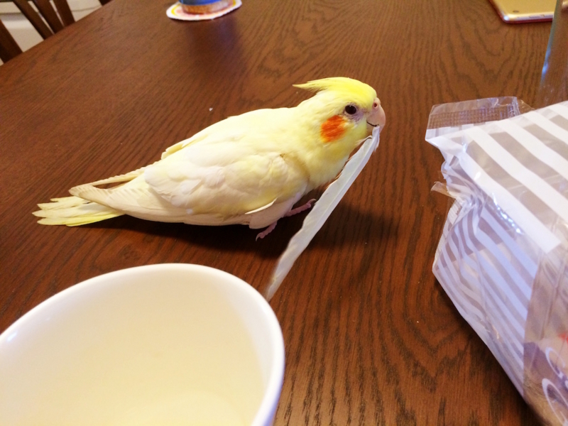 f:id:aiamdolly:20170619122719j:image:w500