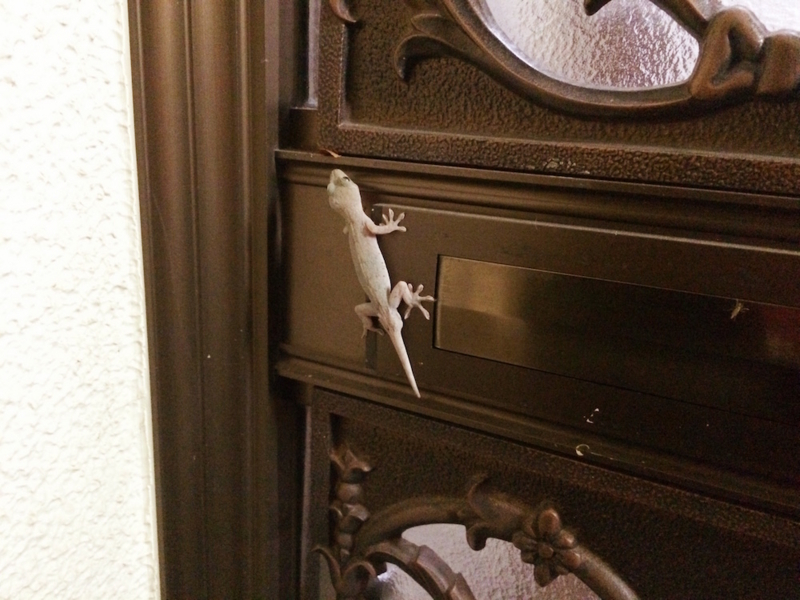 f:id:aiamdolly:20170704000936j:image:w500