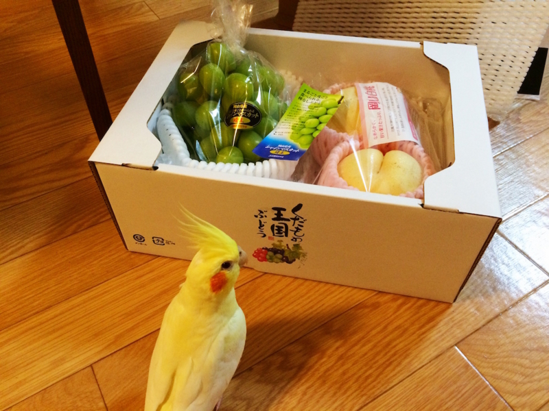 f:id:aiamdolly:20170904214222j:image:w500