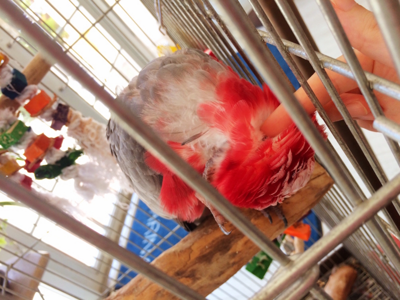 f:id:aiamdolly:20170919140043j:image:w500 f:id:aiamdolly:20170919140043j:image:w500