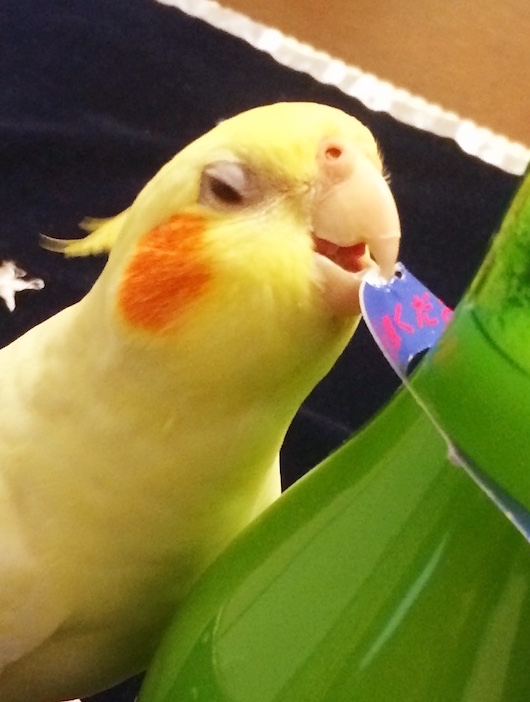 f:id:aiamdolly:20171014181524j:image:w360