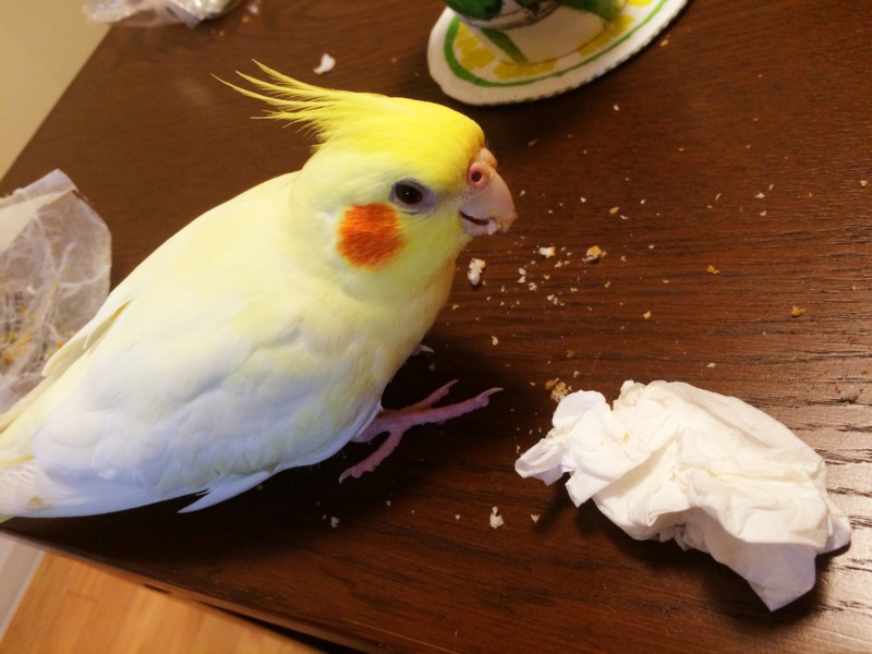 f:id:aiamdolly:20171022203606j:image:w500