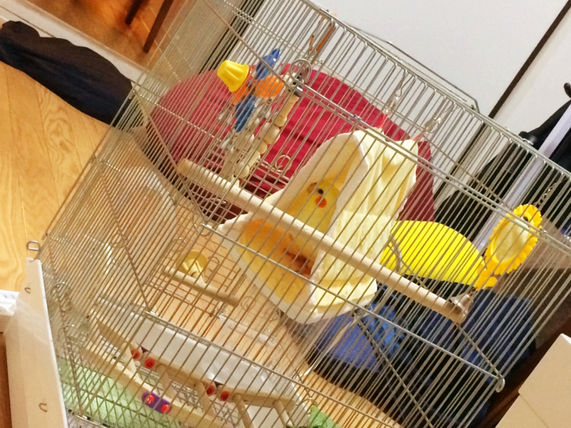 f:id:aiamdolly:20180102181718j:image:w500