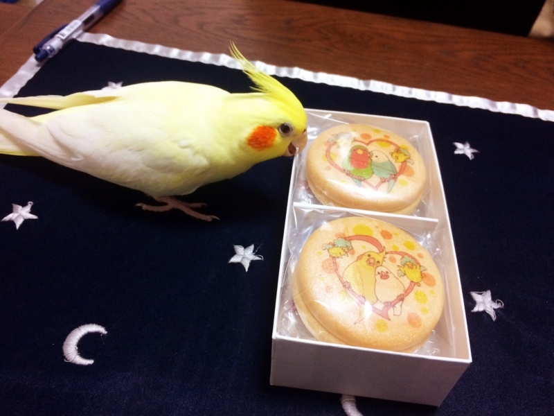 f:id:aiamdolly:20180315182905j:image:w500