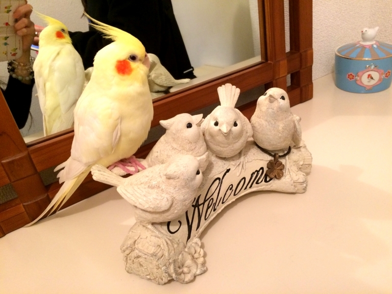 f:id:aiamdolly:20180327115417j:image:w500