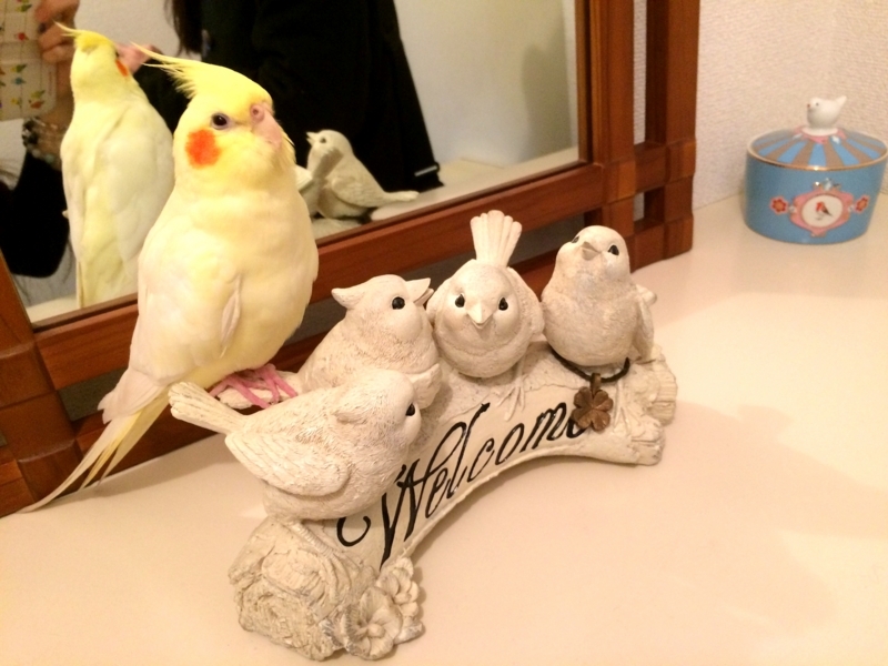 f:id:aiamdolly:20180327115423j:image:w500