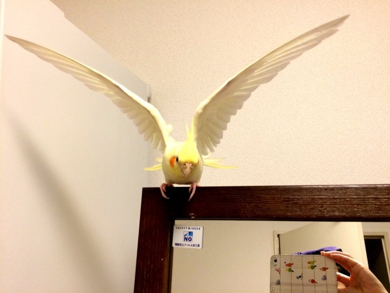 f:id:aiamdolly:20180425091947j:image:w500