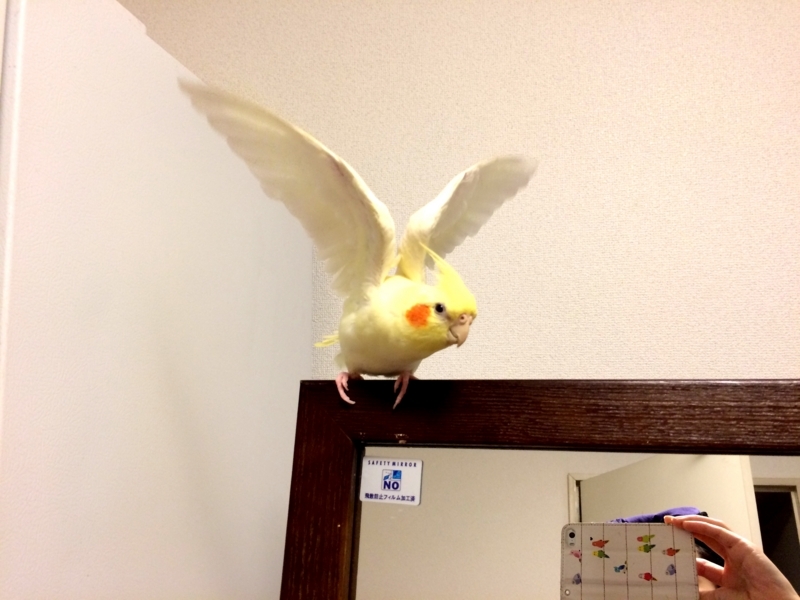 f:id:aiamdolly:20180425091949j:image:w500